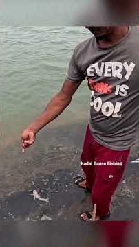 Lady Fish Catch in River Mouth | Handline Fishing with Live Prawn Bait #fishing #fish