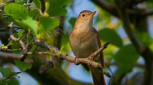 Bird Voice Common Nightingale