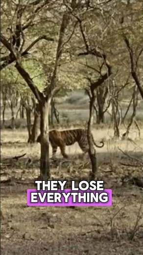 Habitat Destruction: The Silent Killer of Species 🌍💔 #Wildlife #Conservation #Endangered