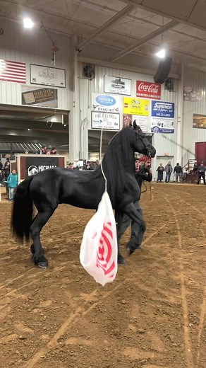 #93 This is what you call unleashing the beast 🧨🧨🧨 shuffle clap Wup trot and GET IT! Floris#HorseLove #HorseFamily #HorseLife #FoalFirstDay #MagicalMoments #HorseBirth #CuteFoal #HorseCare #EquineJoy #HorseMotherhood #horsemagic | Horse Land