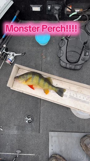 Monster Perch Fishing: Over 16.5 inches!