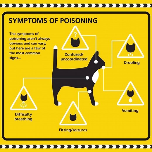 These are the five tell-tale symptoms of poisoning. If your cat's showing any of these symptoms, take them to the vet immediately. Remember, keep poisonous substances out of cats' reach - ideally stored in a sealed container or closed cupboard or shed. | Cats Protection