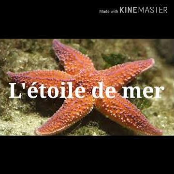L'étoile de mer
