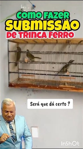 MANEJO DE SUBMISSAO DE TRINCA FERRO ! #trincaferro #bird #coleiro #tuitui #azulao
