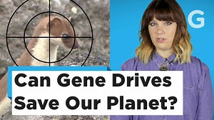 166K views · 162 reactions | A new form of genetic engineering has the potential to alter the DNA of an entire species. Or possibly, eradicate it all together. | Gizmodo | Facebook