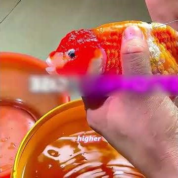 The fish's belly has swelled, and the owner feels very distressed#pets #pet #animals #fish