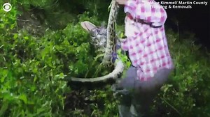 Video shows man saving alligator as python nearly squeezes it to death