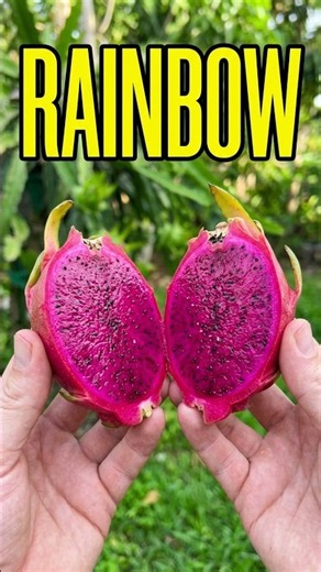 The Rarest Dragon Fruit in Southern California?
