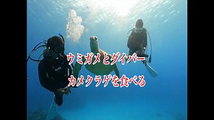 ウミガメの食事！クラゲを食べる・沖縄ダイビング