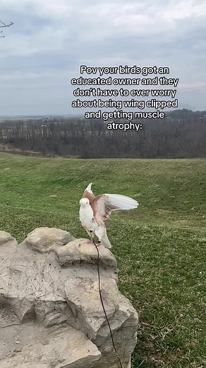 Understanding Bird Choices and Health: No Wing Clipping