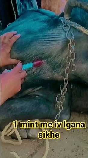 1 mint me Iv lgana sikhe #vet #veteran #farming #animals #veterinary