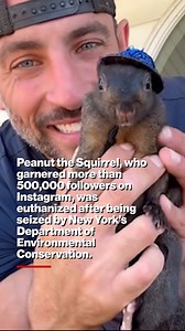 P’nut the Squirrel, of internet fame, has been euthanized after the pet was seized by New York state earlier this week, according to the Department of Environmental Conservation. | New York Post Lifestyle