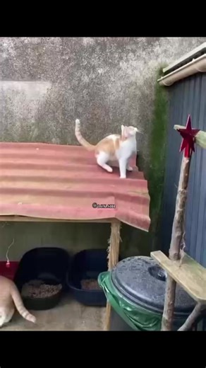 Funny Cat Voiceover: