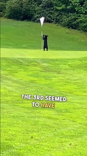 Bear Cubs Spotted on Golf Course! ⛳️ 😲