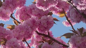 Tree, Blossoms, Spring. Free Stock Video