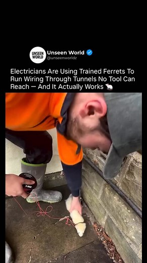 11K views · 56 reactions | Electricians used ferrets to run...