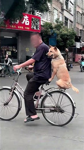 Saw it again 😳 #dog #heartwarming #petshorts#dogvideo#animals#viral#pets#funny#shorts