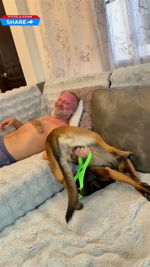 Malinois logic: Why sit straight when you can be a pretzel?Логика малинуа: свернуться в крендель?