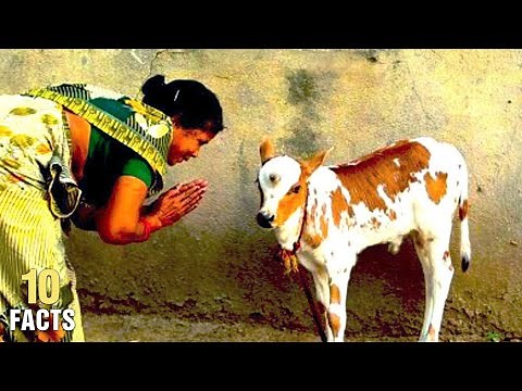 10 Animals That People Actually Worship As God