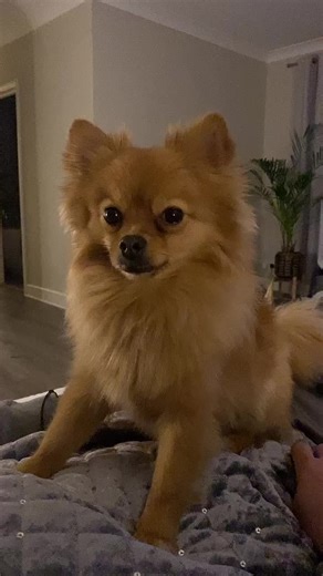 Adorable Pomchi - Pomeranian Chihuahua Mix