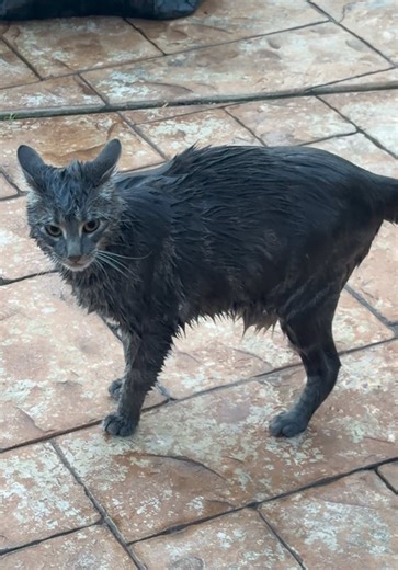Cat's Morning Swim Leads to Hilarious Fail