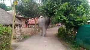 568K views · 170 shares | West Bengal: Tusker enters the neighborhood...