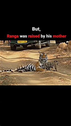 The story of the greatest tiger cubs in the history #viral #shorts #youtube #video