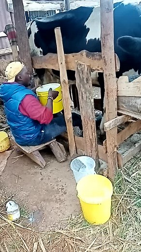 How to Milk a Cow: Step-by-Step Guide