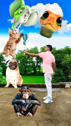 funny face to - monkey, dog cat,& elephant, snake 🐍😂 vfx magic animals video #shorts #youtubeshorts
