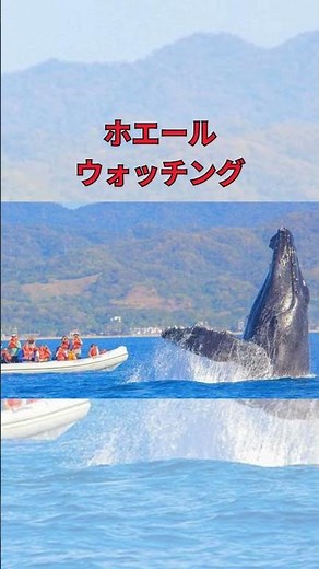 【メキシコ】1分で巡るプエルト・バジャルタの魅力 |プエルト・バジャルタ観光ガイド#プエルトバジャルタ #PuertoVallarta #メキシコ旅行#ビーチリゾート#旅行動画#ホエールウォッチング