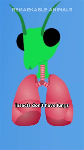 How Insects Breathe: Fascinating Facts and Adaptations