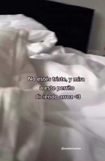 Sonrie #perrito #perro #dog #animal @Animal Planet