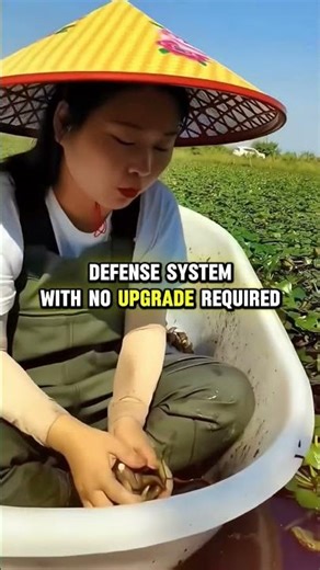 These Devil Pod Nuts Look Like Final Boss Loot #shorts #interestingfacts #food