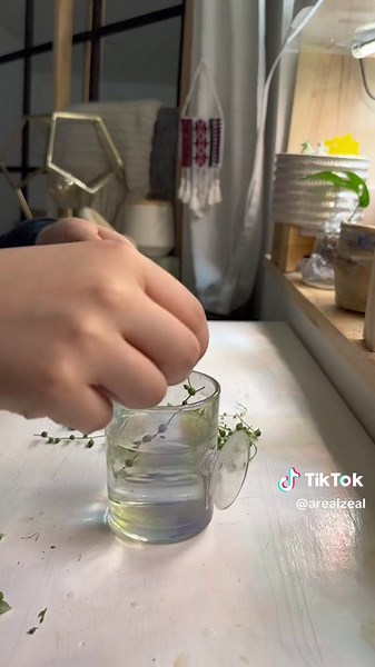 Propagate String of Pearls: The Best Way to Grow a Bushy Plant