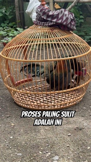Breeding green jungle fowl