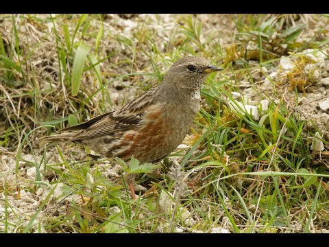 Alpine Accentor, Pitstone Quarry, Buckinghamshire, 5/5/24