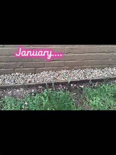 #springiscoming #daffodils #daffodil