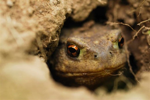 Why Toads Dig into the Dirt and What It Means for Their Survival
