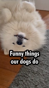 130K views · 10K reactions | Funny or weird? Our dogs make us laugh all the time. This is why dogs are good for the soul. Show/tell us what funny thing your dog does that makes you smile! | Poppet and the Wolf Pack | Facebook
