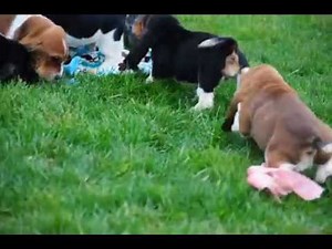 Basset Hound Puppies For Sale