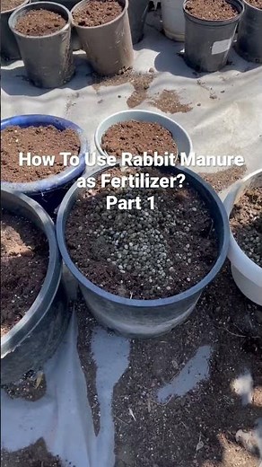How To Use Rabbit Manure As Fertilizer #rabbitmanure