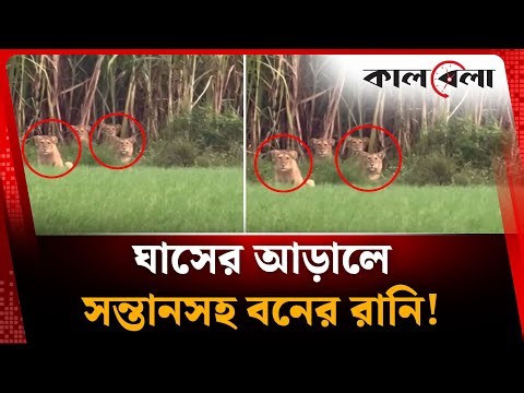 ঘাসের আড়ালে সন্তানসহ ‍লুকিয়ে বনের রানি, পর্যটকের চোখ কপালে! | Lion in Hiding | Kalbela
