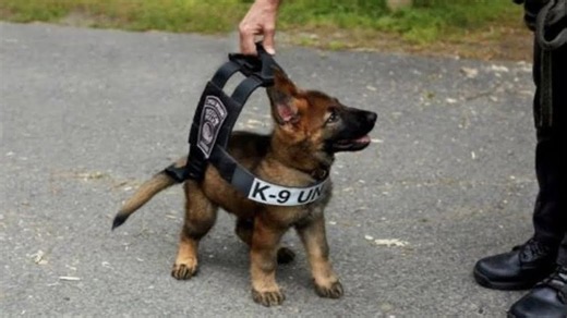 Discover why he will always be the most adorable puppy