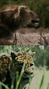 American Lion VS Smilodon #shorts #crystals #1v1