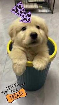 Halloween Dog Funny Videos Try Not to LAUGH! 🎃 #wupples 12