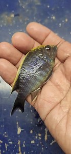 Check out the BLAZE!!!!! Aulonocara Maylandi Imported from Aquahaus-Gaus Beantownaquatics.com | Beantown Aquatics