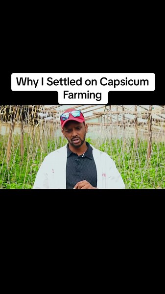 Capsicum Farming in Kenya: Challenges & Market Potential