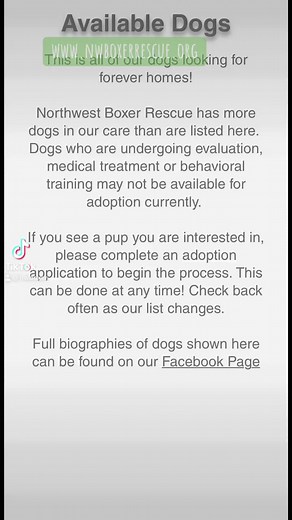 2.7K views · 30 reactions | NWBR - Available Dogs visit www.nwboxerrescue.org for more details about these amazing pups  | Northwest Boxer Rescue | Facebook