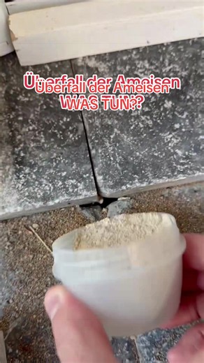 Überfall der Ameisen WAS TUN? #ameisen #bekämpfen #hausundgarten #schädlinge #gartenliebe