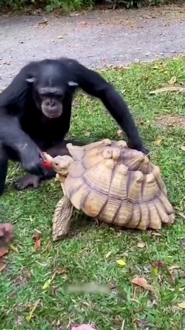 Adorable Animals Showing Love to Other Pals and Owners